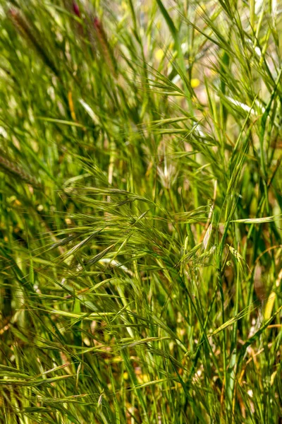 Spikelets Uma Planta Herbácea Perene Bromus Família Poaceae Cresce Prado — Fotografia de Stock