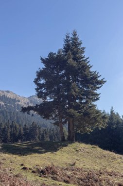 Orta Yunanistan 'daki dağlarda (Orta Yunanistan) kış güneşli bir günde yaşlı kemirgenler yetişir.