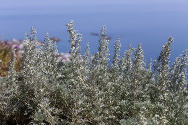 Yüksek Wormwood (Artemisia absinthium) güneşli bir günde denizin arka planında büyür ve çiçek açar.