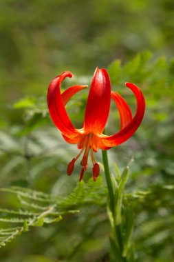 Wild, orange, forest, rare lily (Lilium martagon) grows in a mountain forest on a sunny, summer day