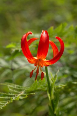 Vahşi, turuncu, orman, nadir zambak (Lilium Martagon) güneşli bir yaz gününde bir dağ ormanında yetişir.