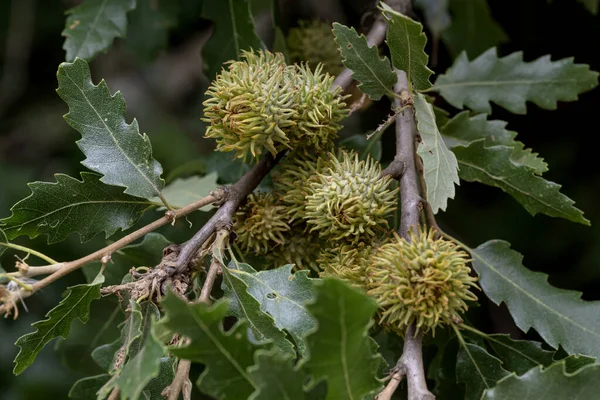 Bir meşe dalı (Quercus cerris) meşe palamudu ve yaprakları ile bir yaz günü ormanda büyür.