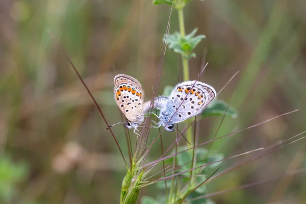 Insects Two Beautiful Bright Delicate Butterflies Plebeius Argus Spikelet Close — Stock Photo, Image