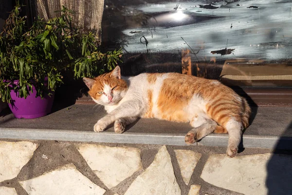 古き良きホームレスのジンジャー猫が晴れた日に窓辺に休んでいる — ストック写真