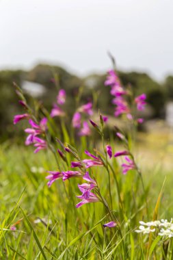 Yunanlı Flora. Vahşi gladiolus (Gladiolus komünü) güneşli bir bahar gününde bir çayırda büyür ve çiçek açar.