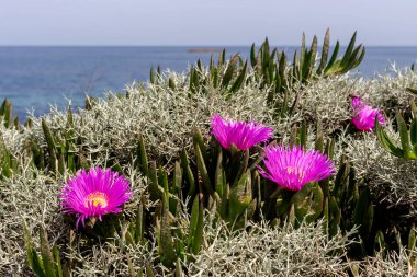 Güneşli bir yaz gününde, denizin arka planında çiçek açan leylak çiçekli sulu (carpobrotus acinaciforis) bir bitki.