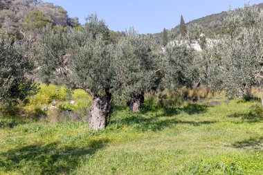 Tarım. Zeytin ağaçları, güneşli bir bahar gününde dağlarda, zeytin korusunda yetişir.