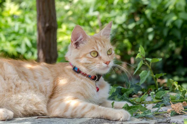 Walk Pets Red Domestic Cat Sitting Green Grass Close — Stock Photo, Image