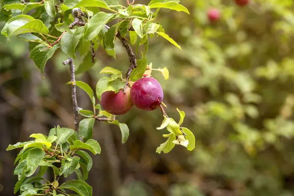 The wild cherry plum (Prunus cerasifera) with fruits grows in a mountain forest on a sunny, summer day