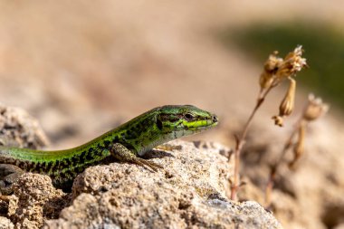 Hayvan. Bir çevik Erhard duvar Lizard (Podarcis erhardii naxensis) bir bahar gününde yakın çekim oturur.