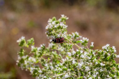 Yunanlı Flora. Yararlı, iyileştirici, vahşi, çiçek açan kekik (Origanum vulgare), güneşli bir yaz gününde dağda yetişen bir baharattır.