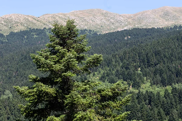 夏天阳光明媚的一天 希腊中部 的森林里长满了高大的老枞树 — 图库照片