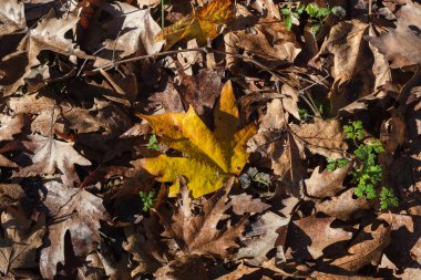 Sonbahar arka plan. Güneşli havalarda yakın çekim, sonbahar ormandaki düşmüş, ıslak yapraklar çınar