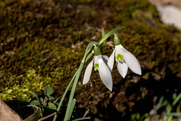 Beautiful Early Rare Snowdrop Galanthus Nivalis Grows Mountains River Sunny — Stock Photo, Image