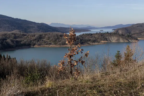 A small oak tree grows over an abyss against the backdrop of a Plastiras lake (Prefecture of Karditsa, Thessaly, Greece) on a sunny winter day