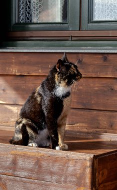 Üç renkli, yeşil gözlü güzel bir kedi bir kış günü bir evin penceresinde oturur..