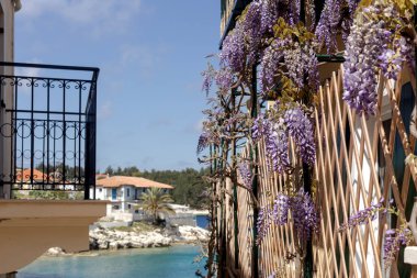 Morsalkımın dallarıyla (Wisteria sinensis) büyük çalılar, güneşli bir bahar gününde denizin arka planında büyür.