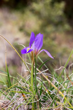 Yunanlı Flora. Nadir, nazik bir iris (Iris unguicularis subsp. Angustifolia) bir kış günü dağlarda yetişir.