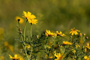 Yunanlı Flora. Güneşli bir günde narin, güzel, bahar sarısı çiçekler (kasımpatı koronaryumu)