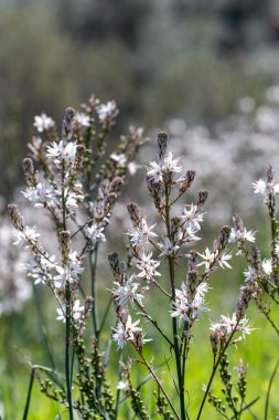 Uzun boylu bitki (Drimia maritima) doğal ortamlarında denize yakın dağlarda yetişen