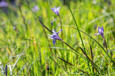 Yunanlı Flora. Güneşli bir günde, nadir görülen bir ilkbahar süsen çiçeği (Moraea sisisisisyrisyhium) bir çayırda yetişir.