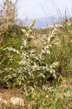 Yunanlı Flora. Yararlı, şifalı bir bitki (Verbascum phlomoides), güneşli bir günde, bir çayırda yetişir.