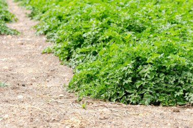 Tarım. Maydanoz, yakın planda, yerdeki bir tarlada yetişir..