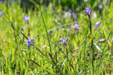 Yunanlı Flora. Güneşli bir günde, nadir görülen bir ilkbahar süsen çiçeği (Moraea sisisisisyrisyhium) bir çayırda yetişir.