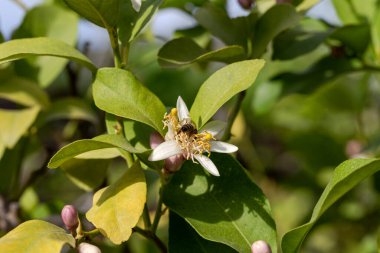 Güzel, narin bir portakal ağacının dalları ve arılar güneşli bir bahar gününde nektar toplarlar.