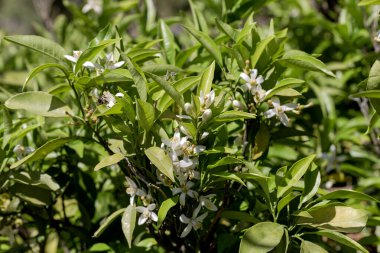 Güzel, narin bir portakal ağacının dalları ve arılar güneşli bir bahar gününde nektar toplarlar.