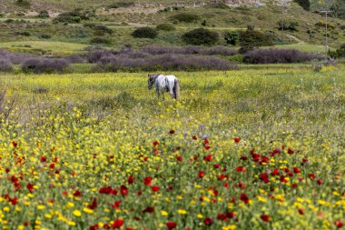 Küçük Skyros atı (Equus Cabalus Skyriano) dünyanın en küçük türü (Yunanistan) bahar çayırında otluyor.