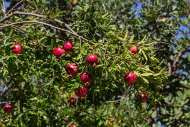Tarım. Olgunlaşma, güneşli bir sonbahar gününde bir şube yakın çekim asılı kırmızı nar