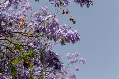 Güneşli bir günde bir parkta büyüyen mor çiçekli dallı jakaranda (Jacaranda mimosifolia)