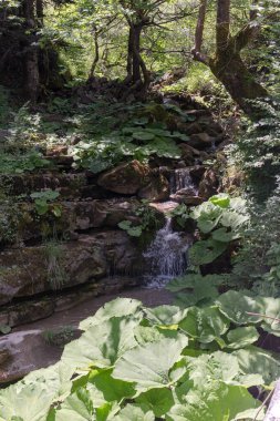 Küçük, hızlı, dağ nehri, güneşli bir yaz gününde (Yunanistan 'ın güney Pindos dağları) ağaçların gölgesinde akar.)