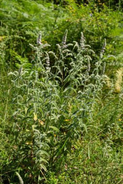 Vahşi, dağ nanesi (Mentha spicata), güneşli bir yaz gününde, bir çayırda, dağlık bir alanda yetişir..