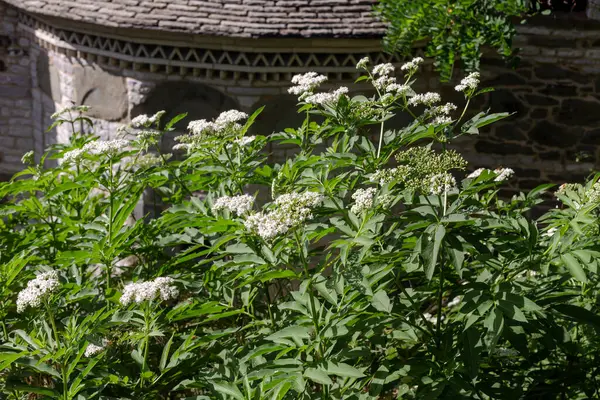 stock image Flora of Greece. The medicinal herbs Dwarf elder (Sambucus ebulus)  with white flowers grows in a mountain meadow on a sunny, summer day