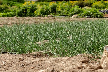 Tarım. Yeşil soğan, güneşli bir bahar gününde, açık havada bir tarlada yetişir.