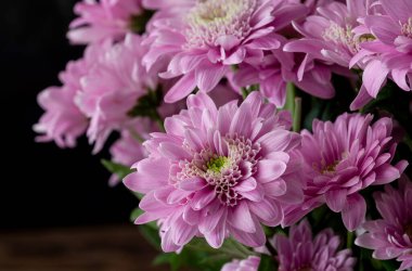 Mor çiçekli kasımpatılar bir sonbahar günü parktaki çiçek tarhında büyür ve çiçek açar.