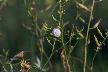 A small, white snail attached to a dry stalk and sits in a field on an autumn sunny day close-up