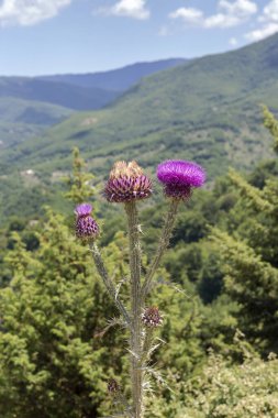 Mor çiçeklerle dolu dikenli bir bitki (Onopordum illyricum) güneşli bir yaz gününde dağların ve gökyüzünün zemininde büyür.