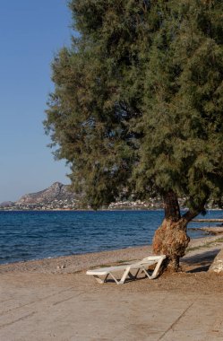 Güneşli bir yaz gününde, denizin yakınındaki büyük bir ağacın gölgesinin altında beyaz güneş uzanır (Yunanistan, Salamis Adası)