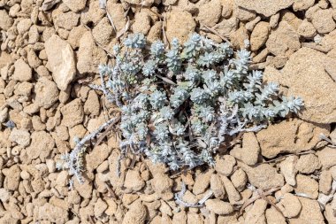 Nadir bir bitki (Otanthus mittimus) güneşli bir bahar günü deniz kenarında kayaların üzerinde yetişir.