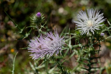 Güneşli bir bahar gününde küçük bir örümcek (Salticidae) pembe, tıbbi bir çiçeğin (Galactites tomentosa) üzerinde oturur.