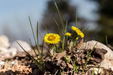 Medicinal plant mother and coltsfoot (Tussilago) with yellow flowers grows in a meadow near the lake close-up