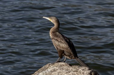 Vahşi kuşlar. Pelerin karabatak (Phalacrocorax capensis) güneşli bir sonbahar gününde gölde bir taşın üzerinde bulunur.