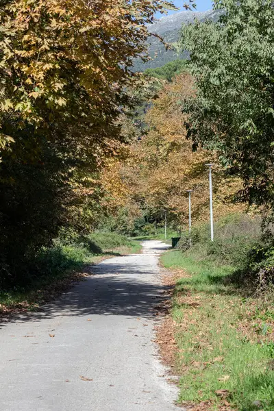 Güneşli ve aydınlık bir günde (Yunanistan 'ın kuzeybatısında) bir sonbahar parkında güzel, bakımlı, gölgeli bir yol)