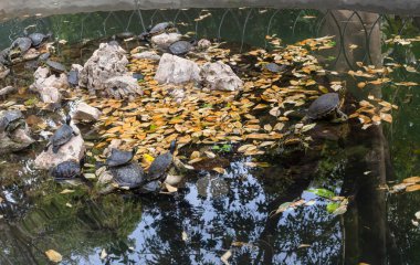 The waterfowl turtles (Trachemys scripta scripta) sitting on stones in the pond close-up on a winter day clipart