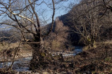 Küçük, dağ, soğuk, hızlı bir nehir, güneşli bir kış gününde çınar ormanları arasında akar (Yunanistan, Teselya).