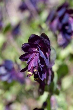Parlak, mor çiçekli bir bitki (Cerinthe major) güneşli bir bahar gününde bir çayırda yetişir.