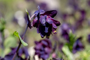 Parlak, mor çiçekli bir bitki (Cerinthe major) güneşli bir bahar gününde bir çayırda yetişir.